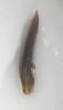 Altica sp.